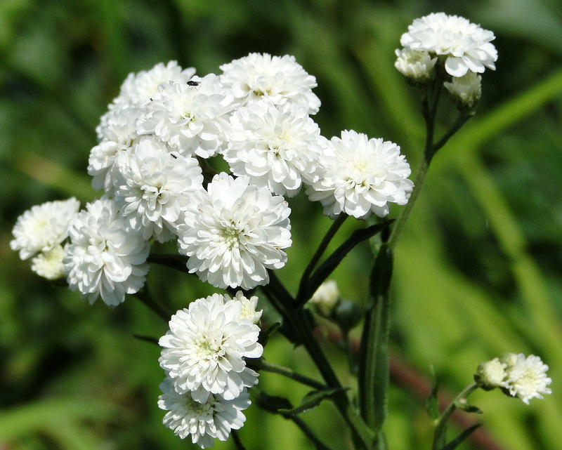 Превью изображения