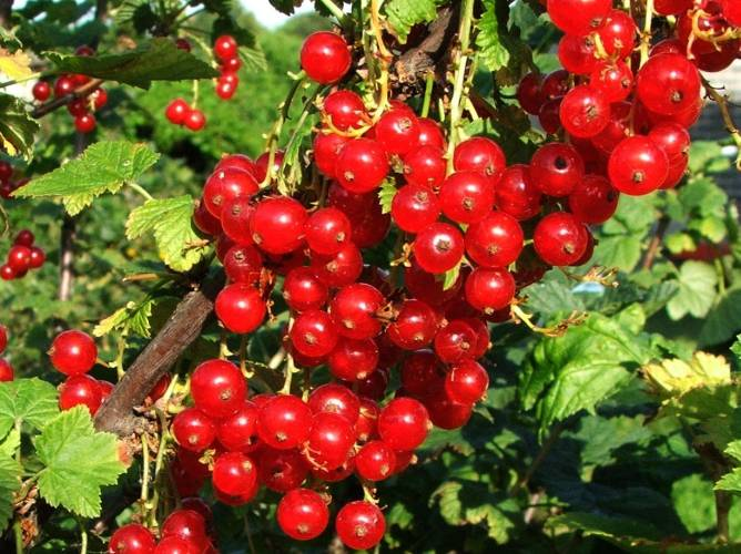 Превью изображения