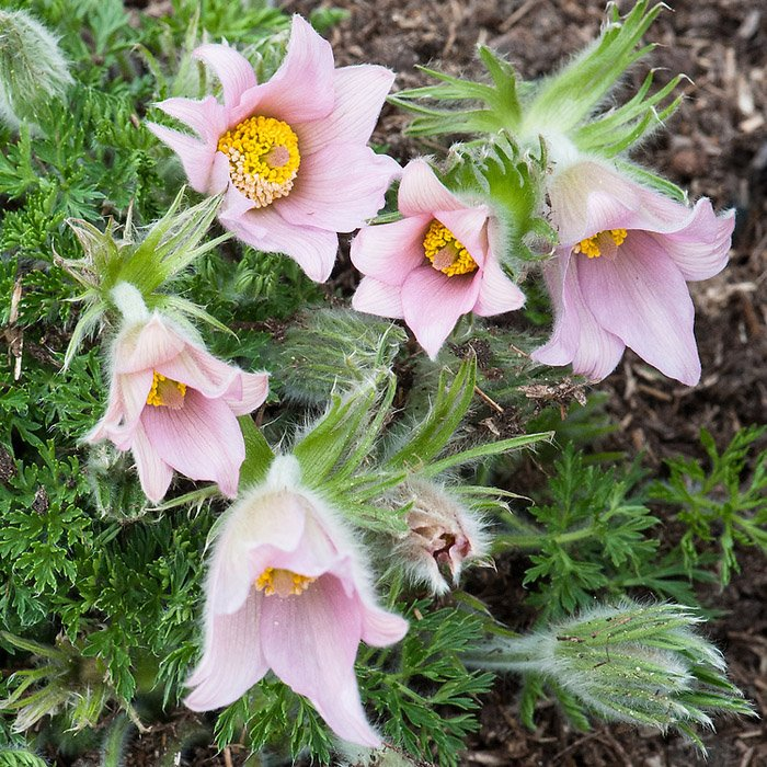 Превью изображения