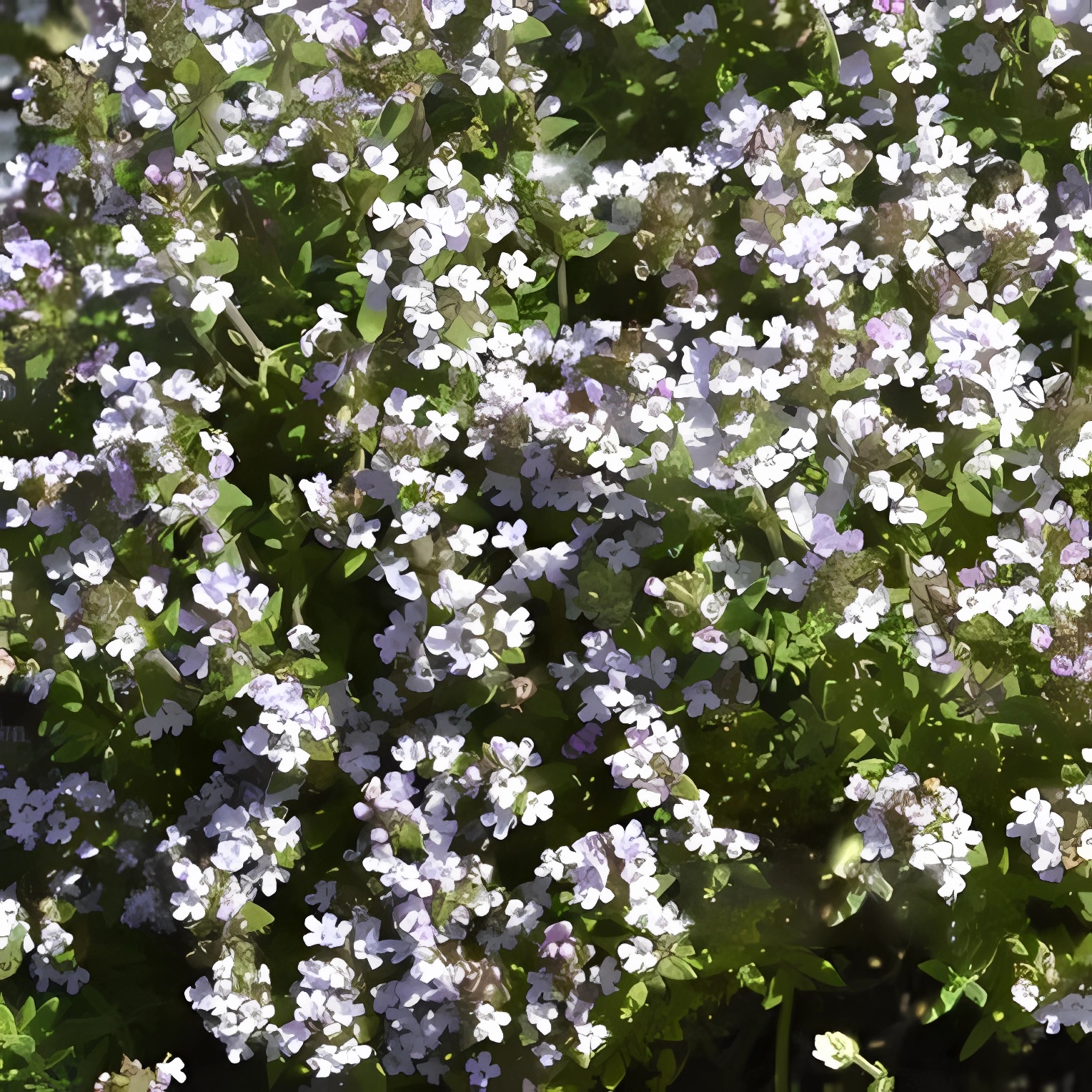 Превью изображения