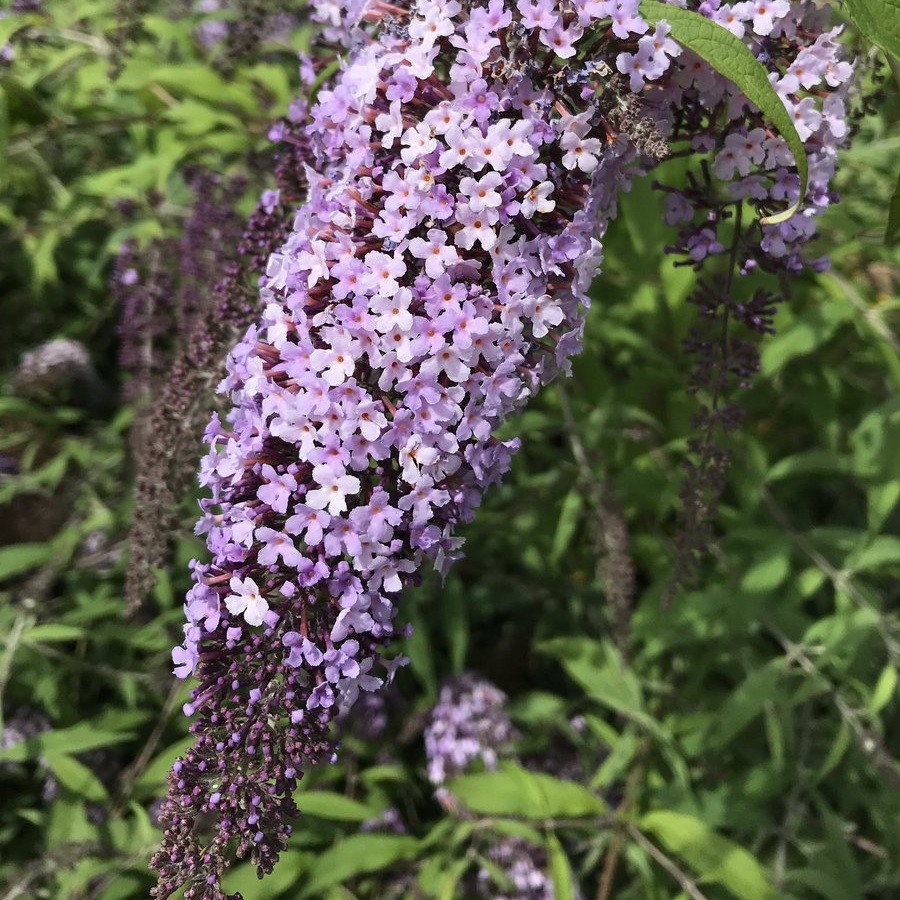 Превью изображения