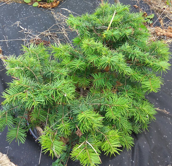 Превью изображения