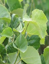 Превью изображения