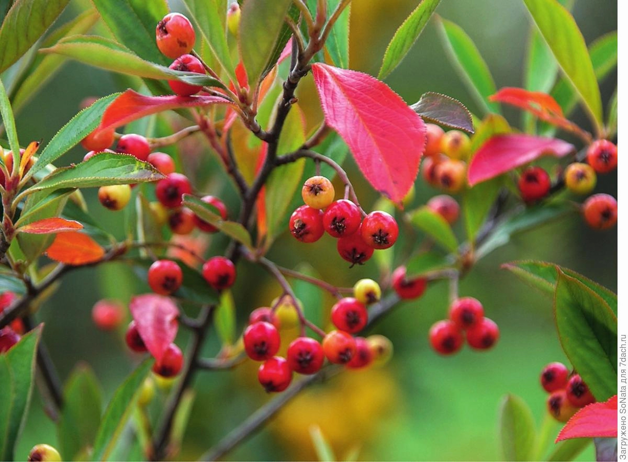 Превью изображения