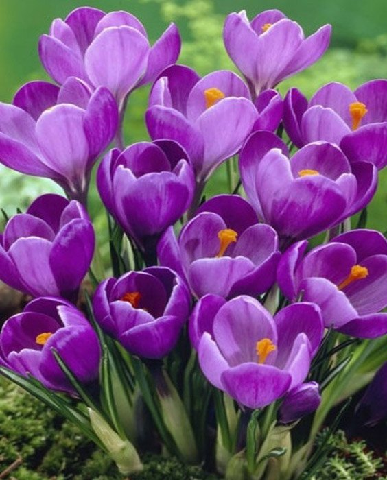 Превью изображения