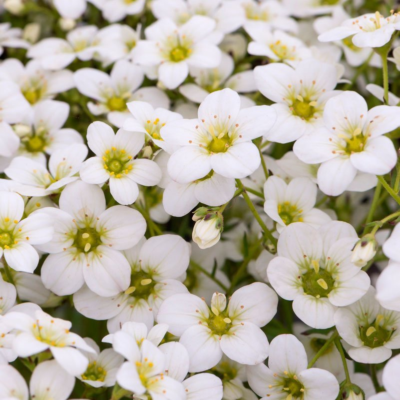 Превью изображения