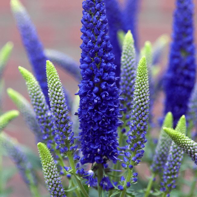 Превью изображения