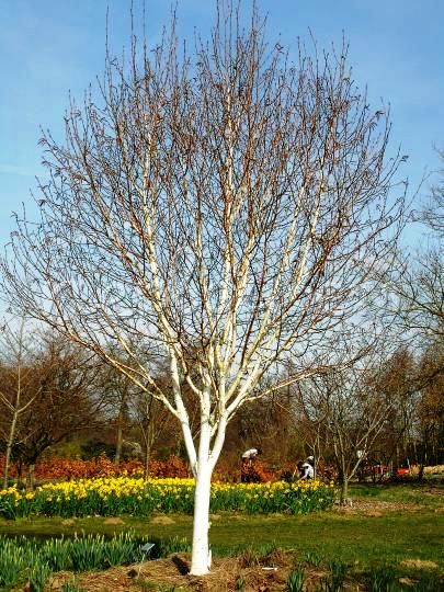 Превью изображения