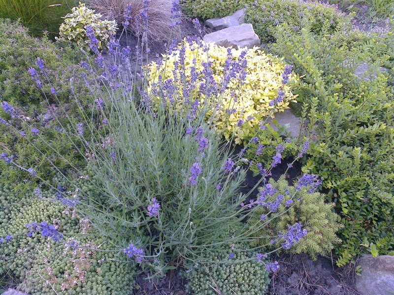 Превью изображения