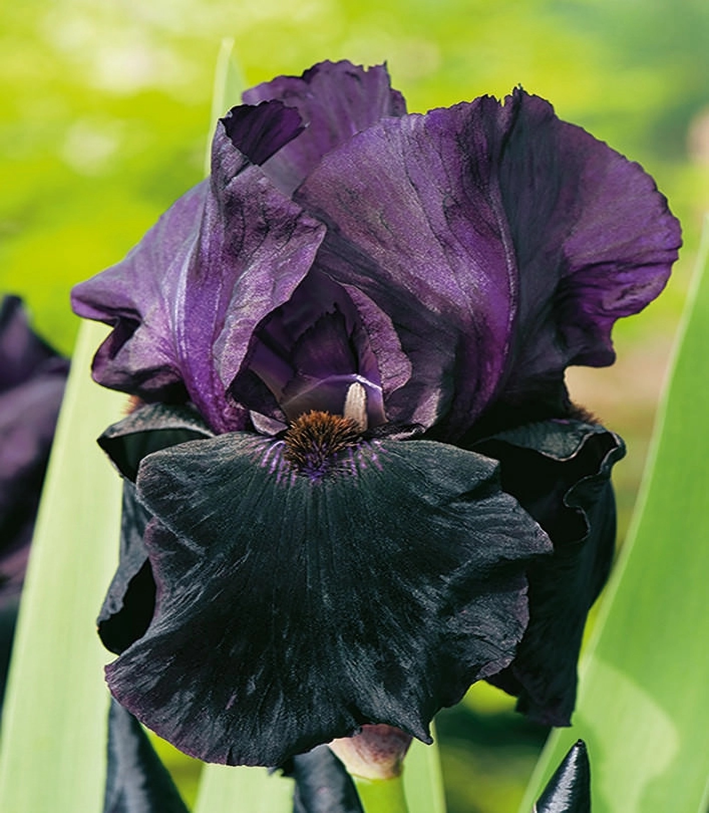 Превью изображения