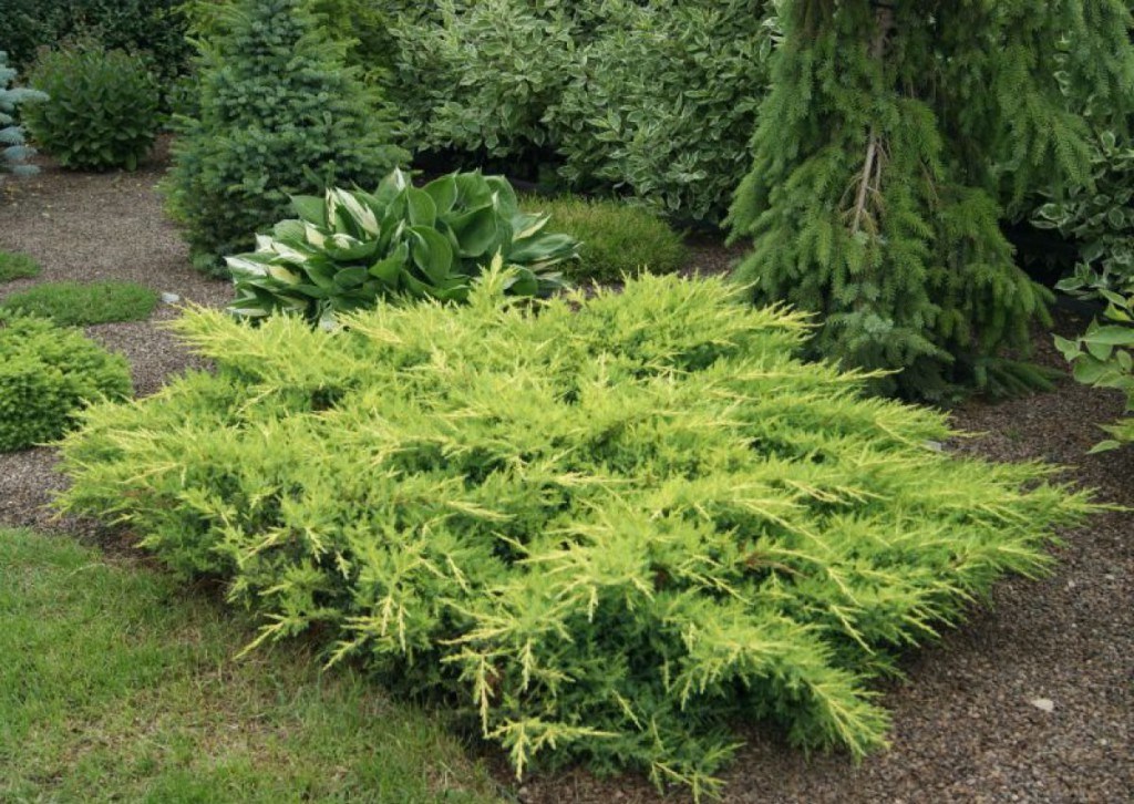 Превью изображения