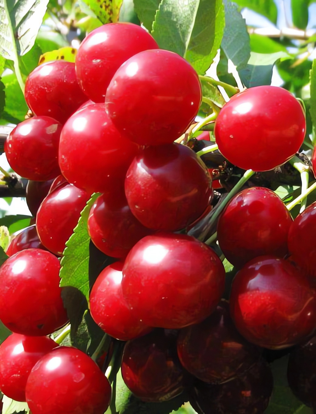 Превью изображения