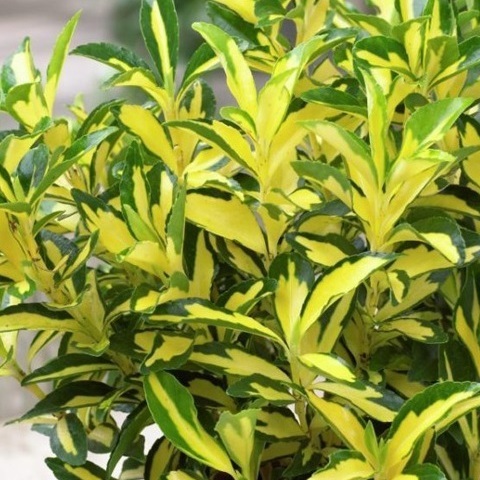 Превью изображения