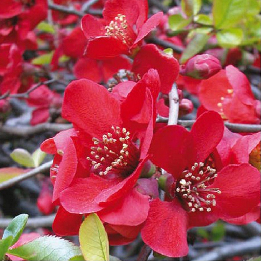 Превью изображения