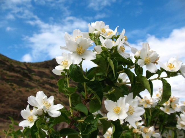 Превью изображения