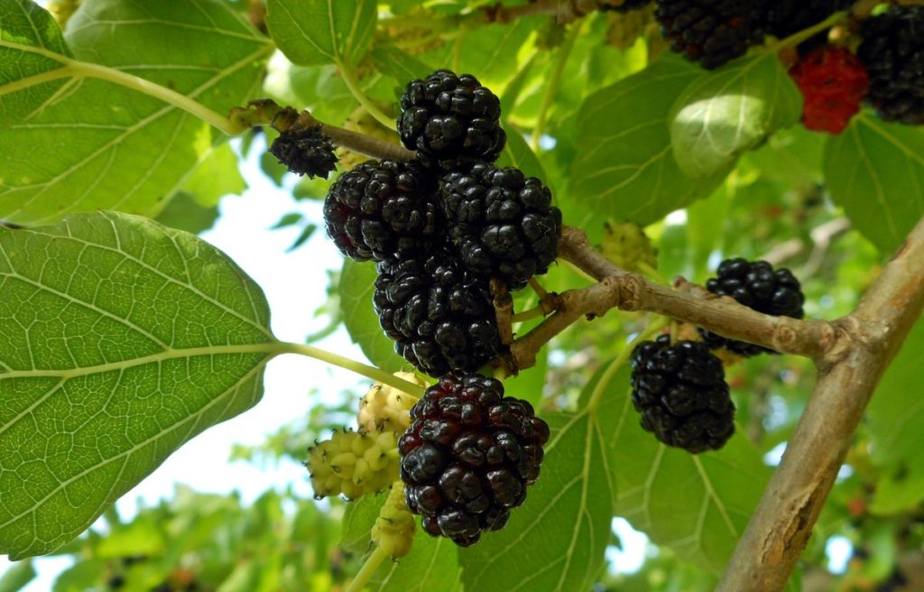 Превью изображения