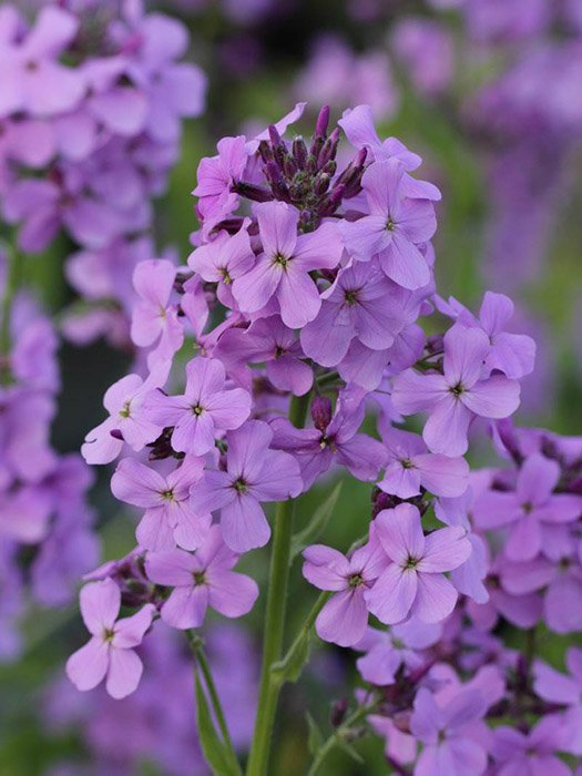 Превью изображения