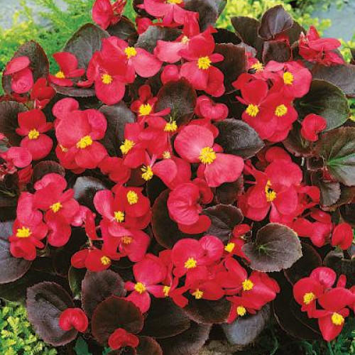 Превью изображения