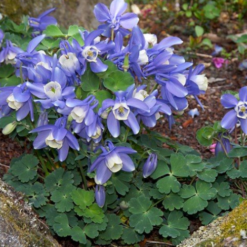 Превью изображения