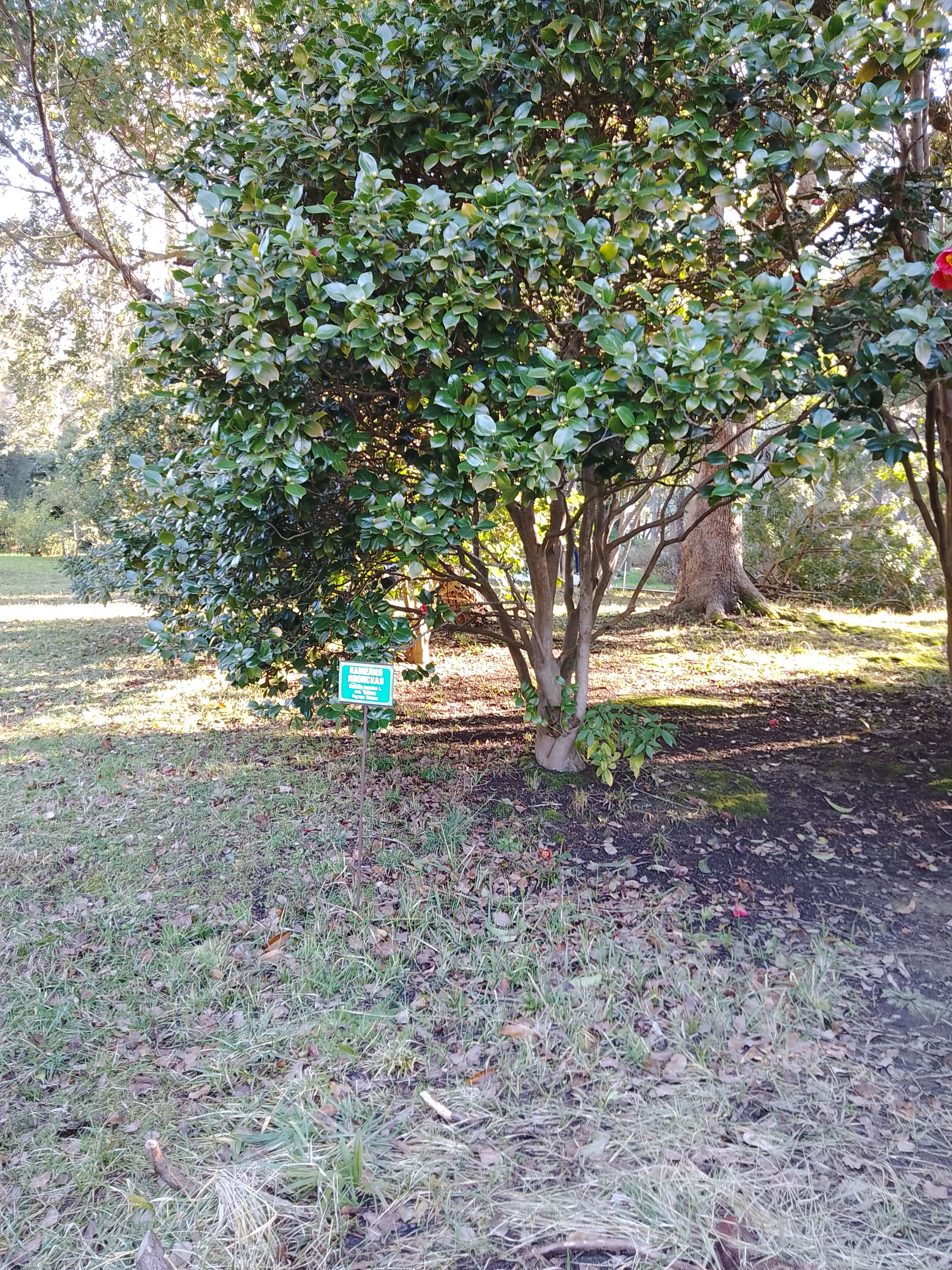 Превью изображения