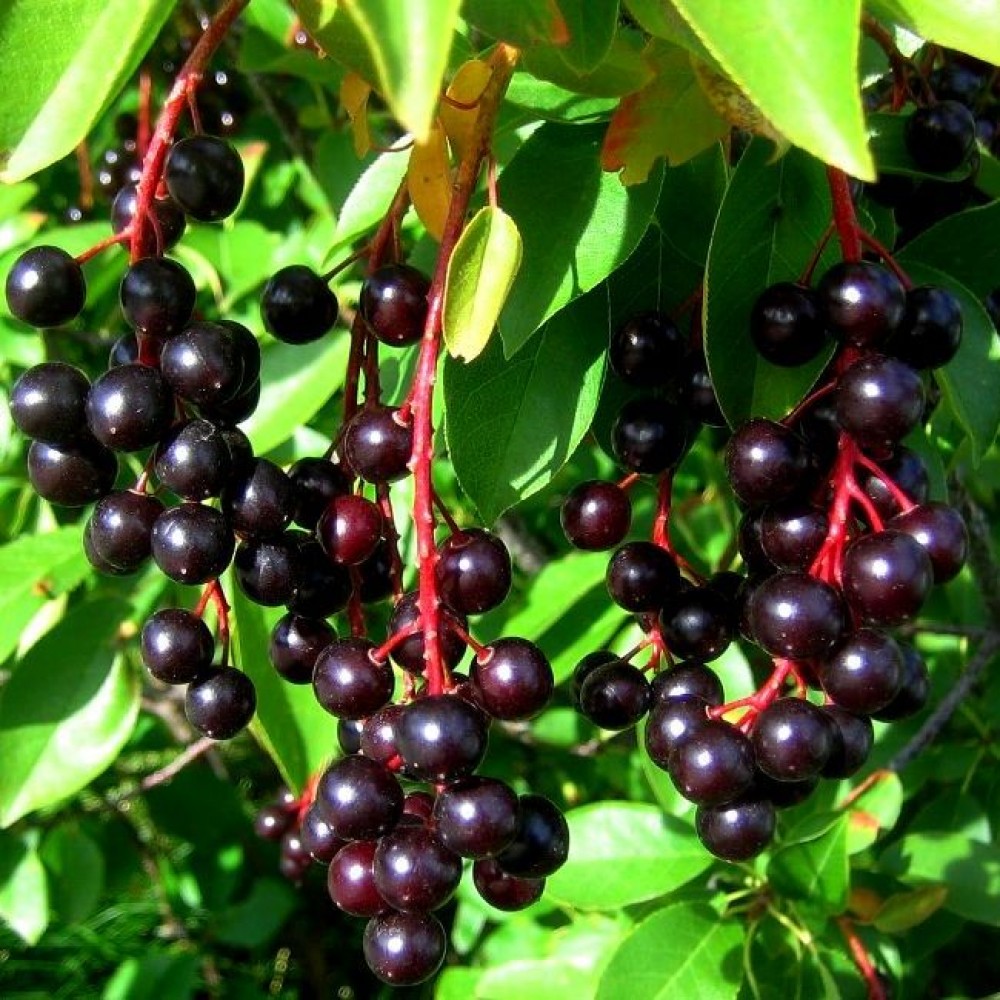 Превью изображения