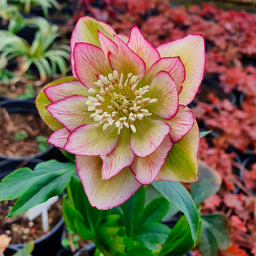 Превью изображения