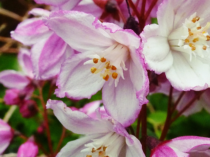 Превью изображения