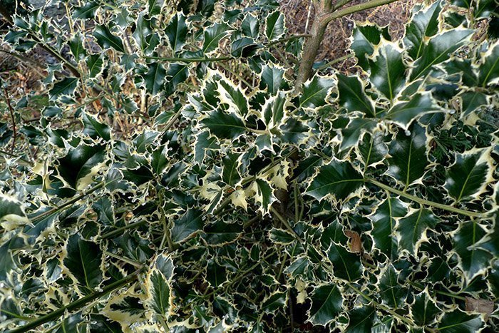 Превью изображения