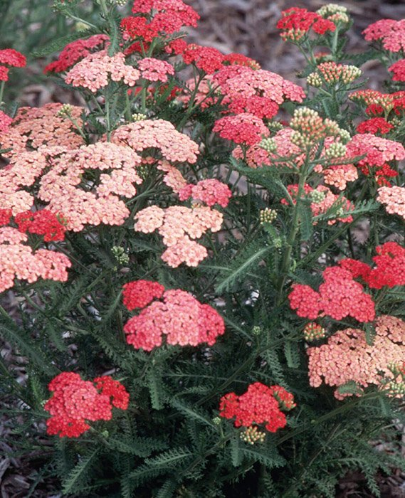 Превью изображения