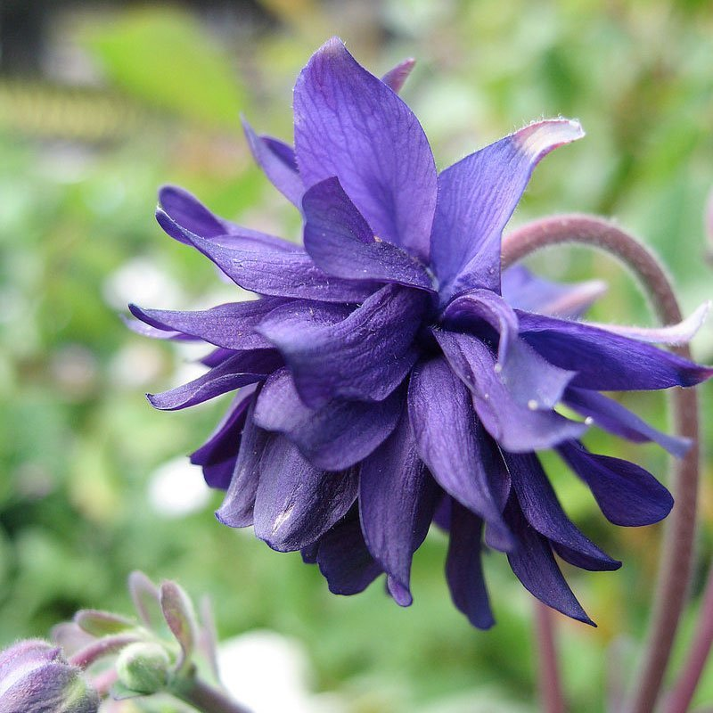 Превью изображения