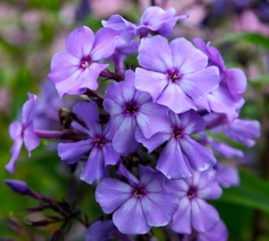 Превью изображения