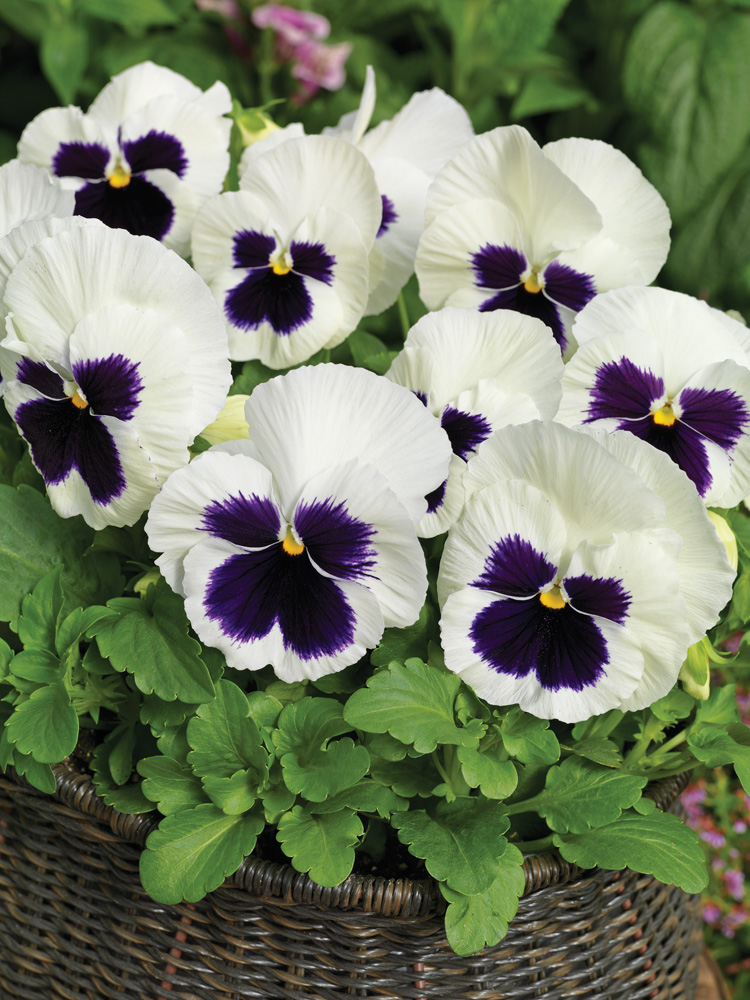 Превью изображения