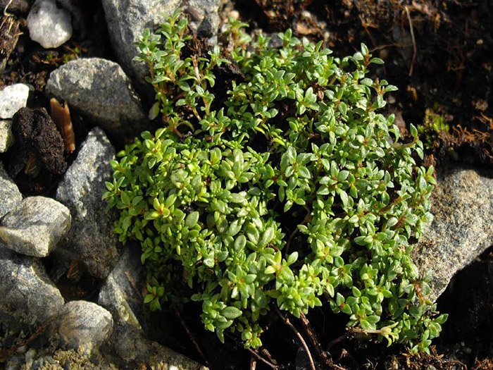 Превью изображения