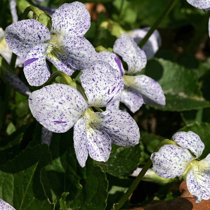 Превью изображения