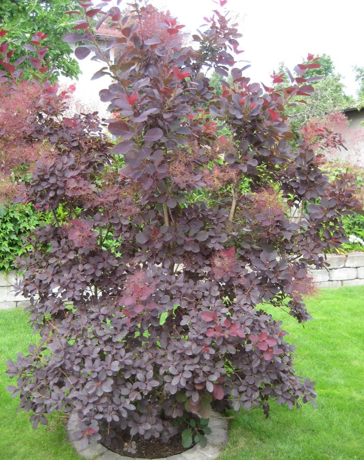 Превью изображения