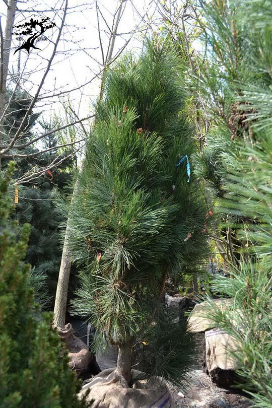 Превью изображения