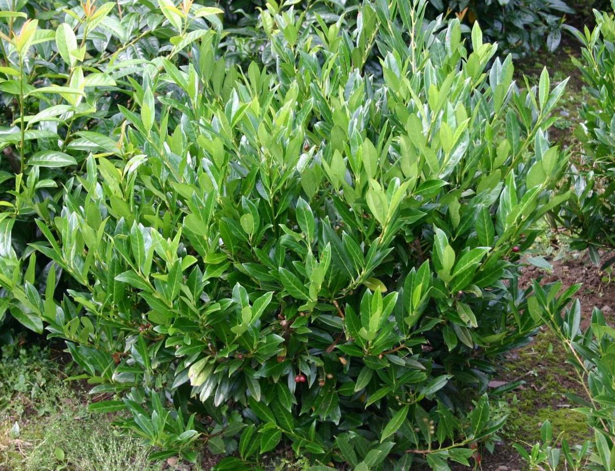 Превью изображения