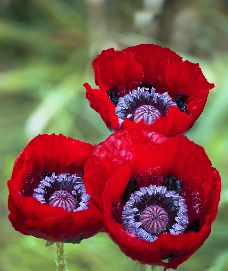 Превью изображения