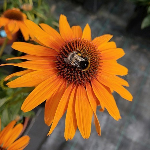 Превью изображения