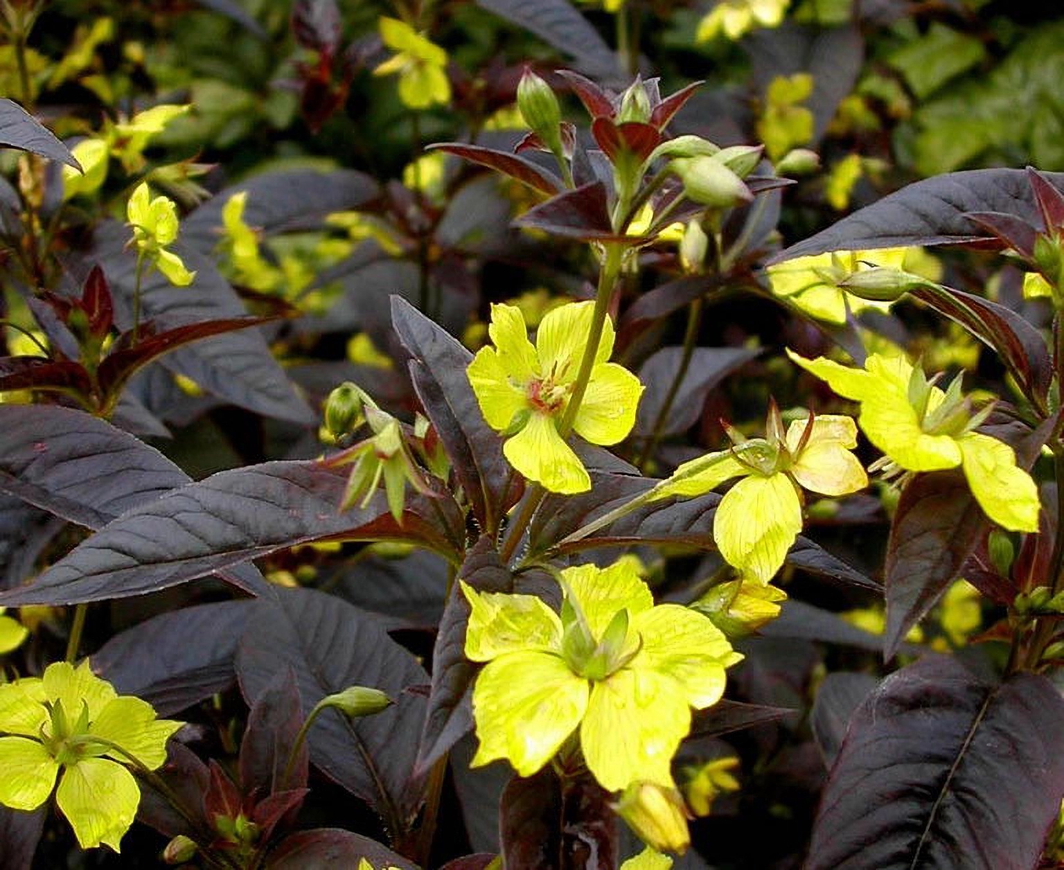 Превью изображения