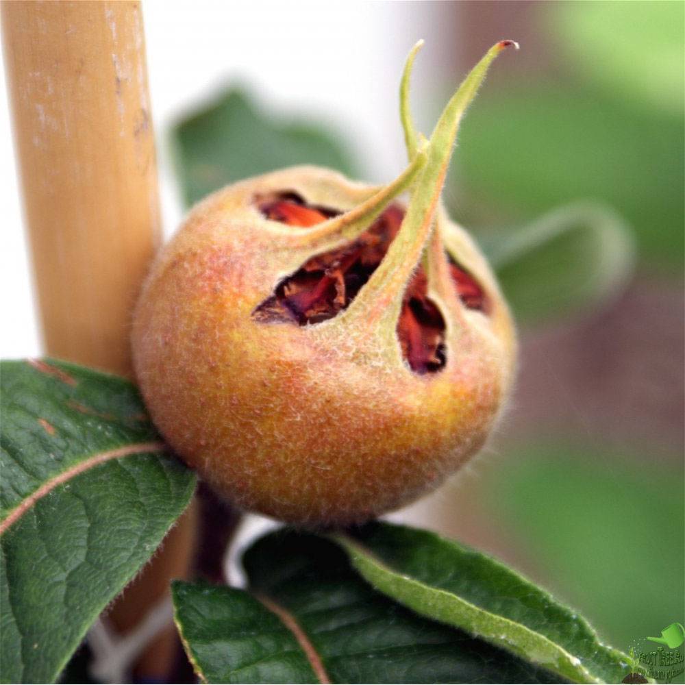 Превью изображения