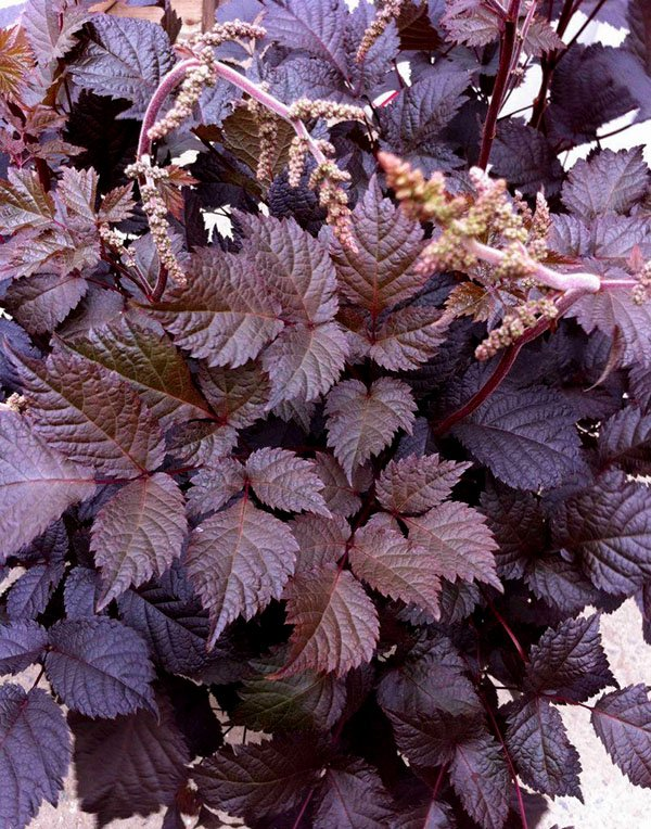 Превью изображения