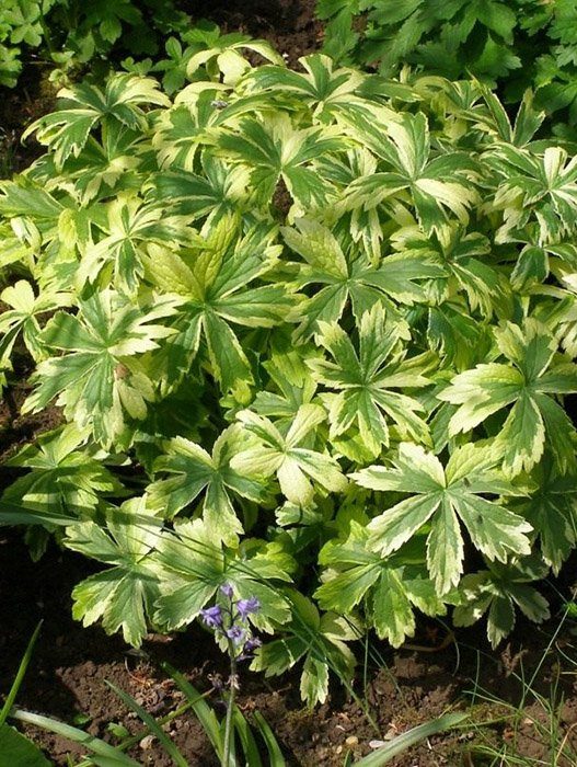 Превью изображения