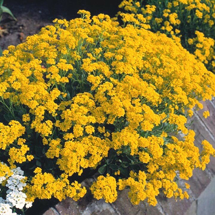 Превью изображения