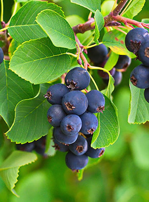 Превью изображения