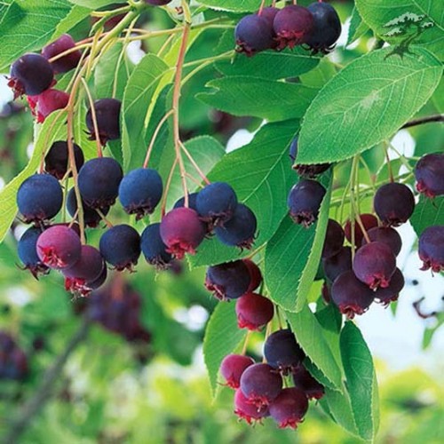 Превью изображения