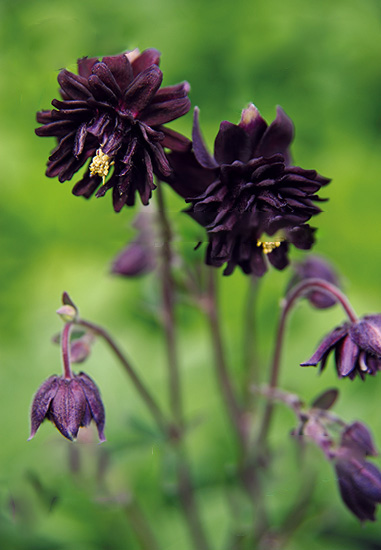 Превью изображения