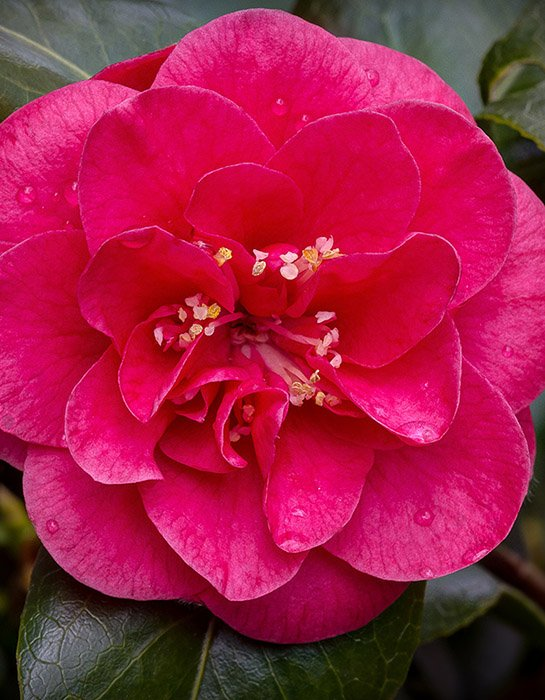 Превью изображения