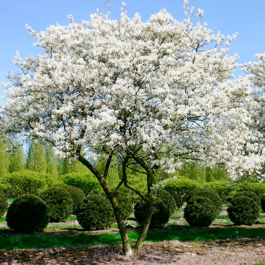 Превью изображения