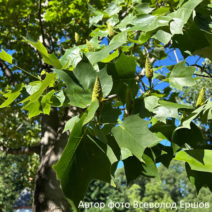 Превью изображения